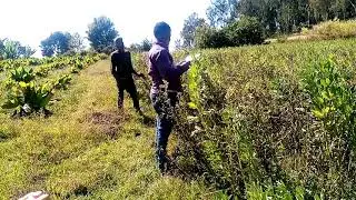 Misgana Mitiku field work at Waka, Dawro, Ethiopia. 2019/20 Date:19/04/2013 E.C.