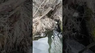 Горки Ленинские(3)