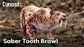 The Secrets of The Saber Tooth Tiger | Breakthrough