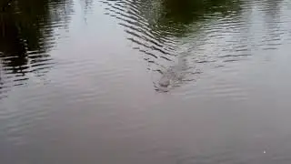 ALLIGATOR 🐊 swimming closer to ME!!
