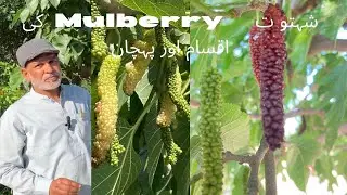 Shatoot Mulberry ki aksam or Pakistan ma farming