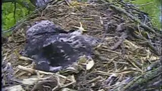 Bald Eagle Cam Fish Hatchery, Decorah, IA  Excel Energy 05/11/10