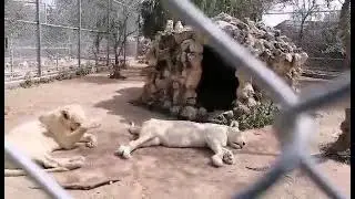 lion and her liones#short