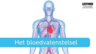 Het bloedvatenstelsel | Creatief met Biologie