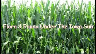 Flora and Fauna Under the Iowa Sun