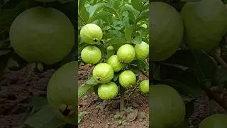 🌿Grow Guava Tree FAST with These Pro Tips 