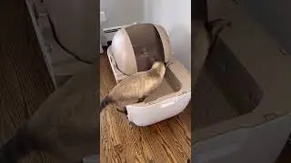 When you realize you don't have to scoop cat litter anymore 🥲 | PetSnowy Snow+