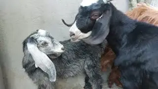 Goats playing with each other