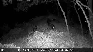 Cinghiali 🐗 - Wild Boar - Sus Scrofa  #fototrappolaggio #wildboar #cinghiale #trailcamera