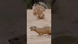 скоро выйдет видео про мангуста