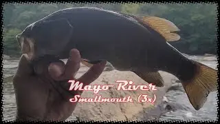 Mayo River Smallmouth (3x)