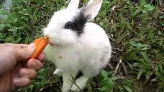 Rabbit Eating Carrots. Funny
