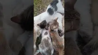 Saat kucing mimik #shorts