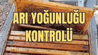 Kış Ayları Öncesi Kovanlarda Arı Yoğunluğu Kontrolü yapıyoruz