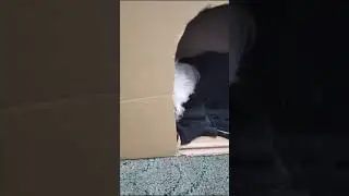 мышкин домик 