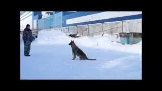 Элементы дрессировки. Немецкая овчарка Джини.