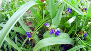 Традесканция виргинская (Tradescantia virginiana)