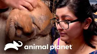 Equipe descobre que coelha é fêmea em procedimento de castração | Veterinário das montanhas