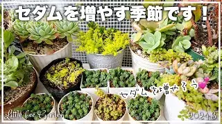 [Succulents] Increase your favorite sedums [Gardening]