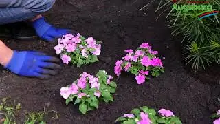 Fleißiges Lieschen - Einpflanzen im Garten