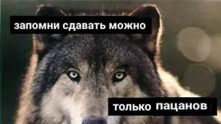 Логика холдика