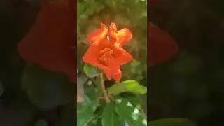 Покупки в Болгарії 26.06.24р.