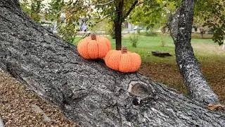 Прекрасной тёплой осени, друзья!