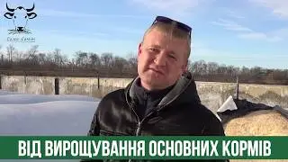 Вплив Якості Кормів на Економіку Виробництва Молока - Силос Саміт 2020 - Промо