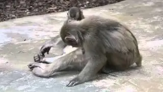 Вот такая вот у обезьян бытовуха  )))) юмор   Monkey 2015