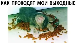 Мемы 2022 ( Тут Про100 мемы и короткие приколы с котами ) Подборка мемов 387 - Хозяин в доме