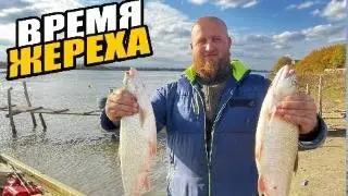 АСТРАХАНЬ!О ТАКОЙ РЫБАЛКЕ МЕЧТАЕТ КАЖДЫЙ!ЖЕРЕХ КЛЮЁТ НА КАЖДОМ ЗАБРОСЕ!ОСЕНЬ 2024!НАЛОВИЛИ МНОГО!
