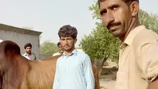 Bull 🐂 🐂 🐂 🐂 قربانی کا بیل پشاور فروخت کرنے کے لئے گاڑی میں لوڈ ہو رہے ہیں @Ghulam #abbas official