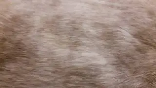My cat has kittens moving