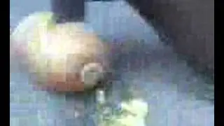 KIWI SQUISHY