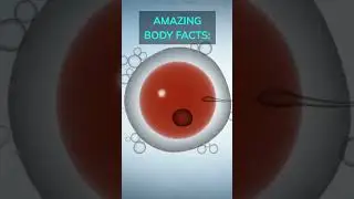 Size Does Matter: The Egg vs. The Sperm Showdown! #shorts #education #science