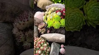 Каменные розы на каменной горке в сентябре 🌟Mein Steinbeet am Morgen 🌟11.09.24