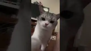 Чмок