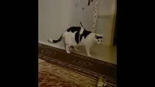 Кот Бендер, оригинал)