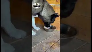 Собака защищает еду! Что делать? В видео собака ест мюсли (КАШУ) 