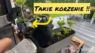 How to Repot Hydrangea Seedlings? A Practical Guide for Fall | Rooting Hydrangeas