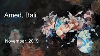 Amed - November 2019