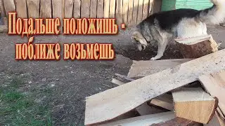 Секретный трюк умной собаки, как не остаться голодной