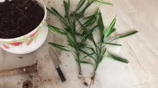 Драцена душистая - прекрасный цветок. Что произошло с моим растением?