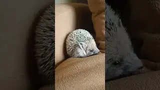 🎠Ёжик атакует подушку