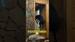 Бешеная собака бубоника 😳😳😳