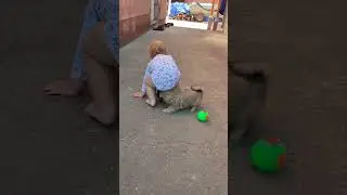 Loving You Dog Meets Baby | #124 | funny baby videos