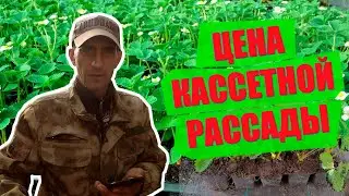 ЦЕНА НА РАССАДУ!!!