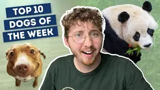A New Dog Breed??? | Top 10 Dogs of the Week!