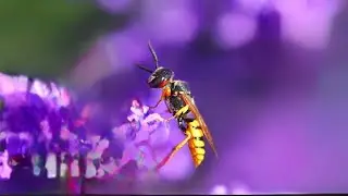 wasps be like: #wasp