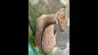 #милота #зверёк #детеныш